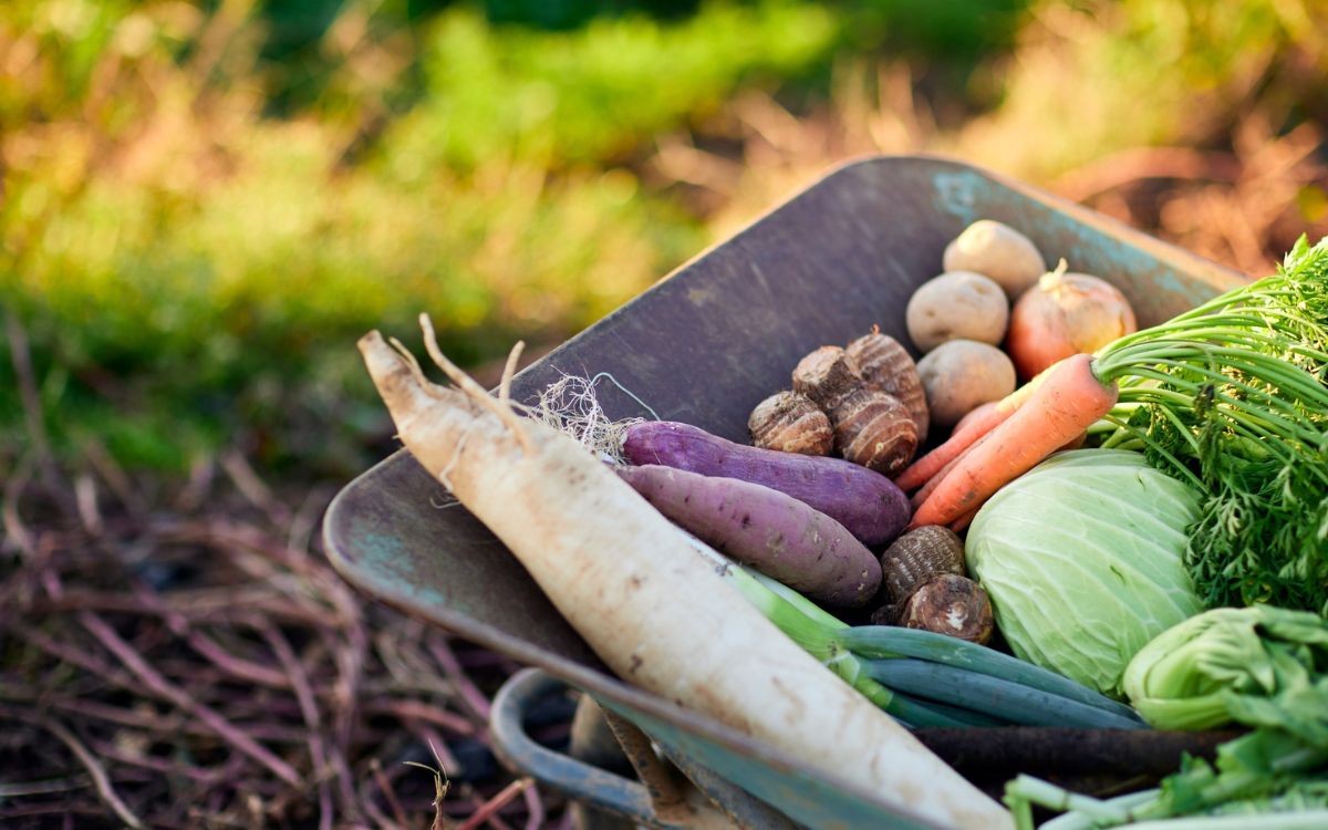 alimentos de otoño